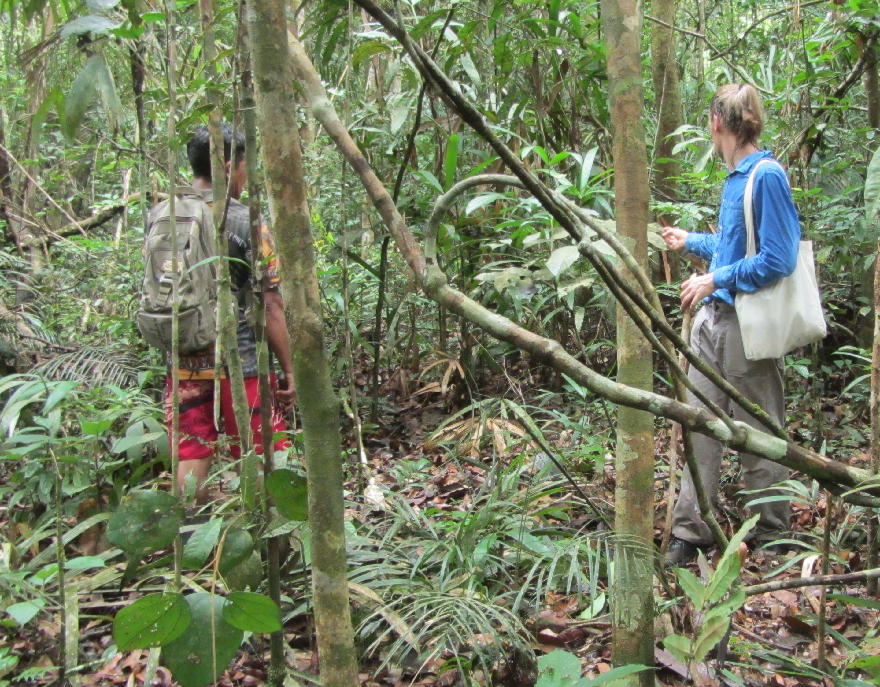 Terra Indígena Andirá-Marau, Amazonas, Brésil